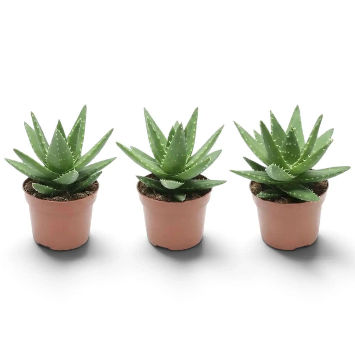 Aloe microstigma als Jungpflanze mit gesprenkelten grünen Blättern und kleinen Zähnchen an den Blatträndern