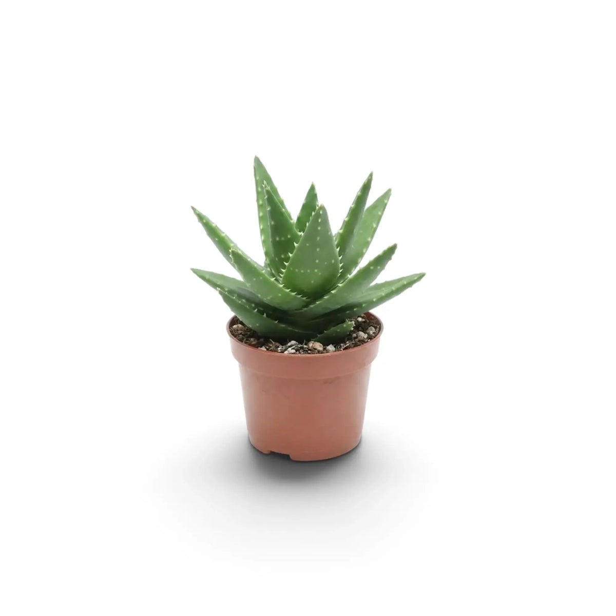 Aloe microstigma als Jungpflanze mit grünen, dicht hell gefleckten Blättern in kompakter Rosette