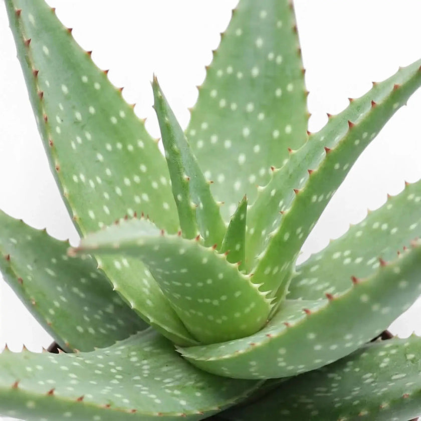 Nahaufnahme von Aloe microstigma mit hellen Flecken auf dicken grünen Blättern
