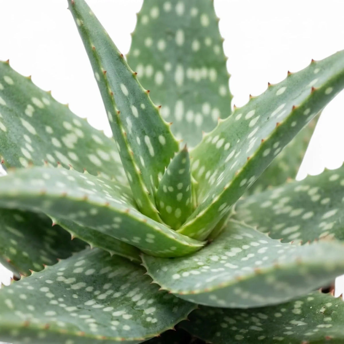 Nahaufnahme eines Blattes von Aloe microstigma mit hellen Flecken und kleinen Zähnchen am Blattrand