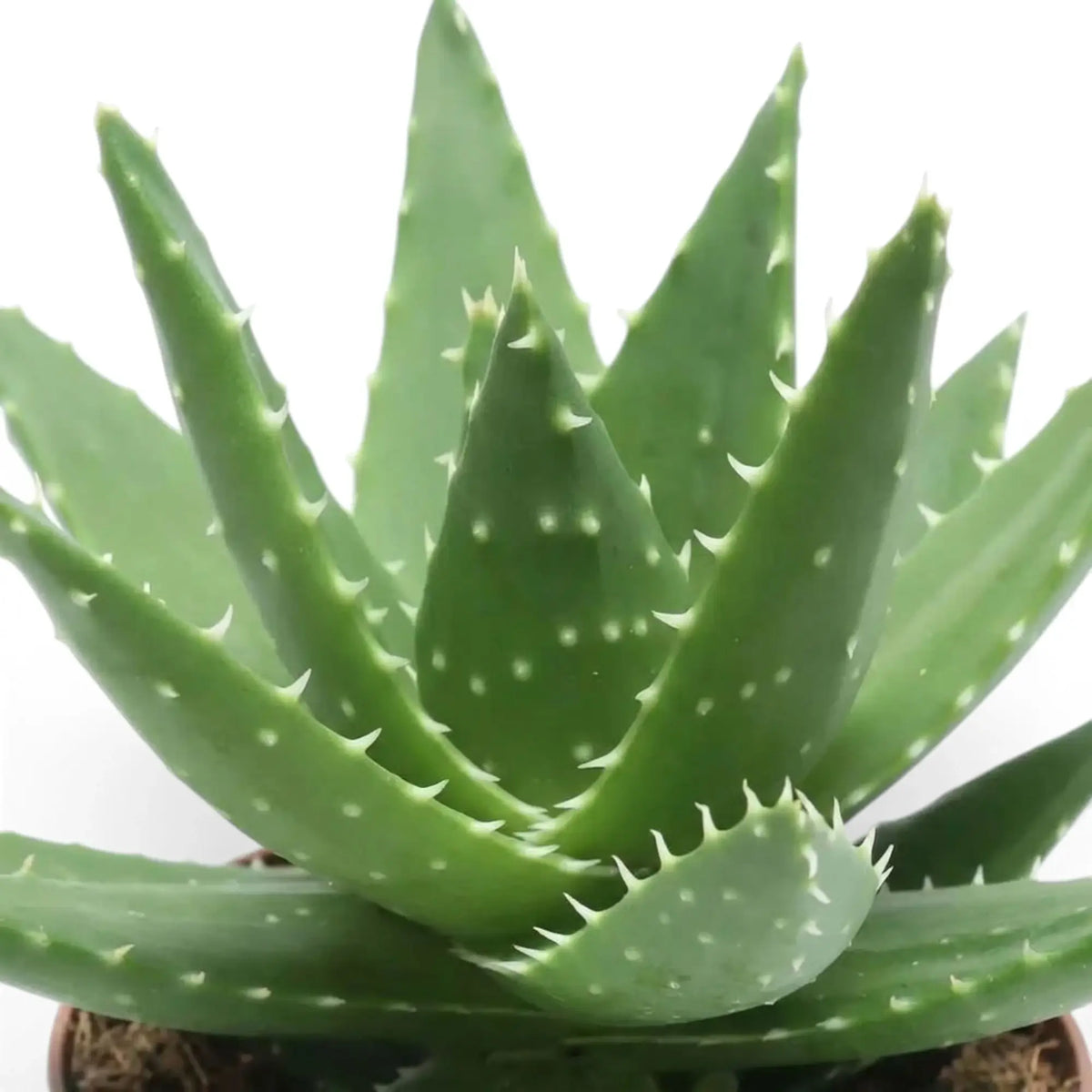 Nahaufnahme der Rosette von Aloe microstigma mit gefleckten grünen Blättern und gezähnten Blatträndern