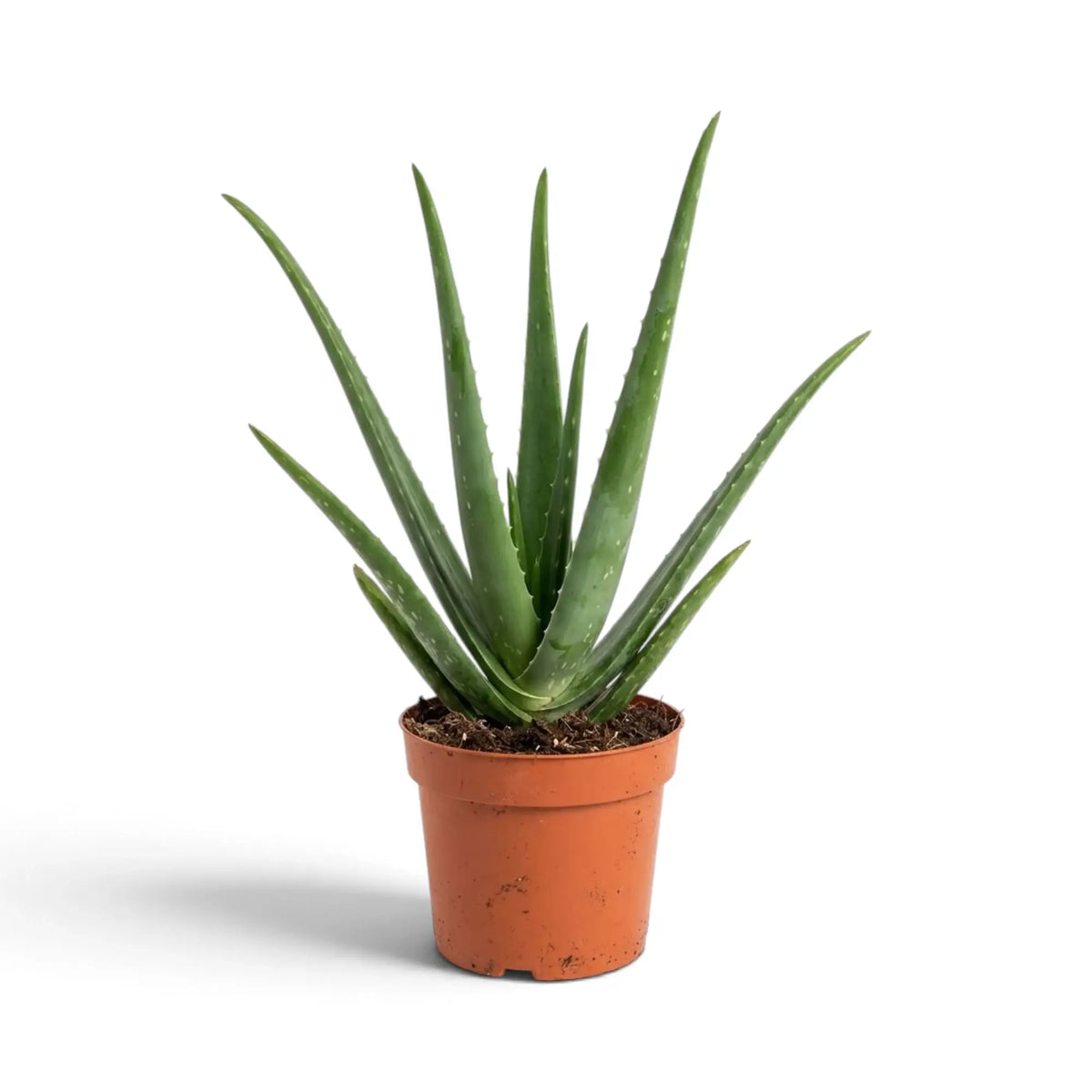 Aloe vera im Topf mit voller Blattrosette und weit ausladenden unteren Blättern
