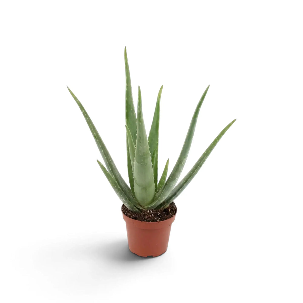 Mittelgroße Aloe vera mit schmalen grünen Blättern aus einer kompakten Blattrosette