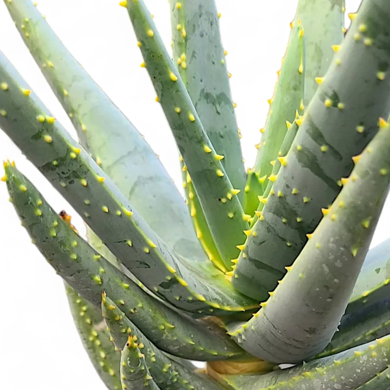 Aloidendron dichotomum (Aloe dichotoma) close-up of leaf on white background.