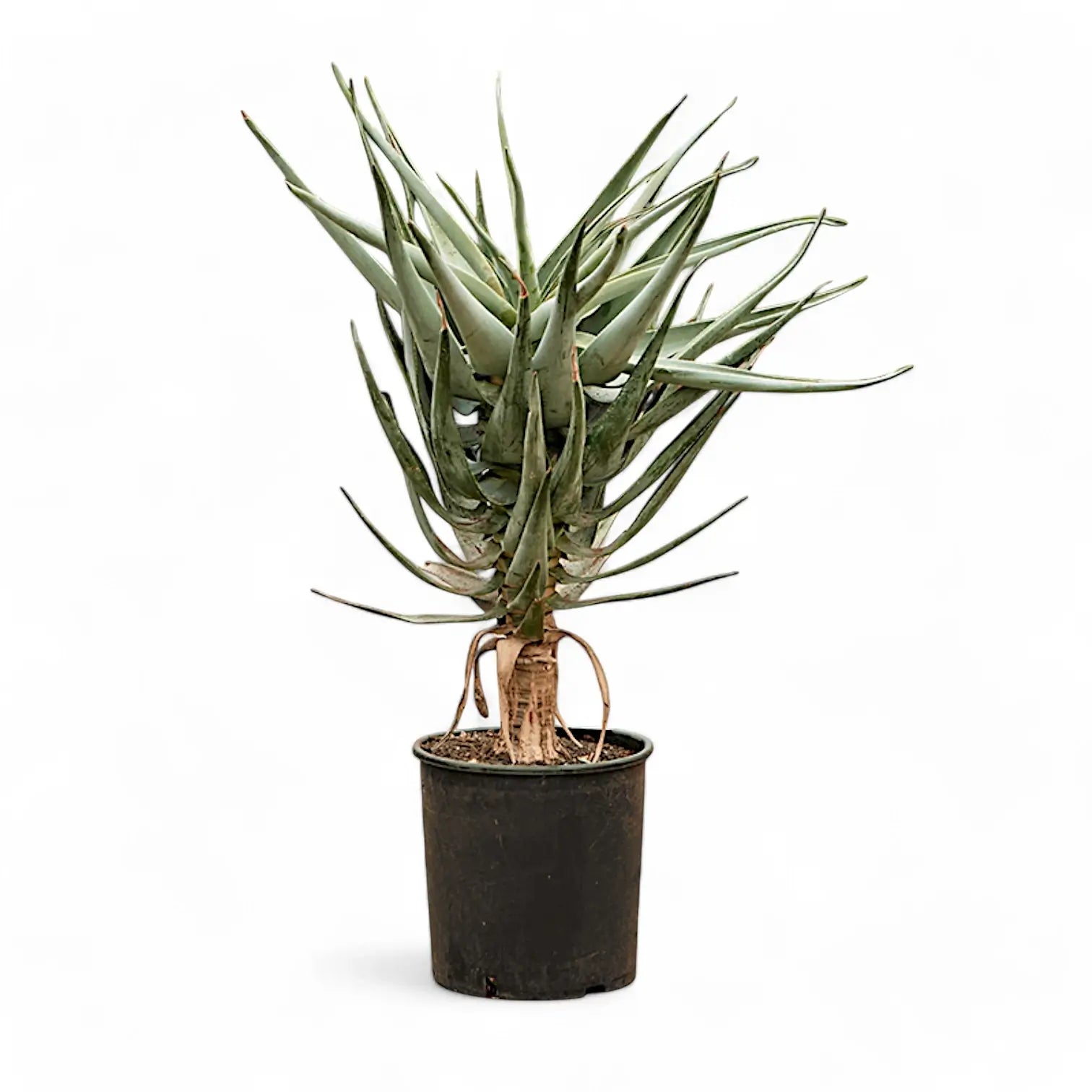 Aloidendron dichotomum (Aloe dichotoma) potted plant in nursery pot on white background.