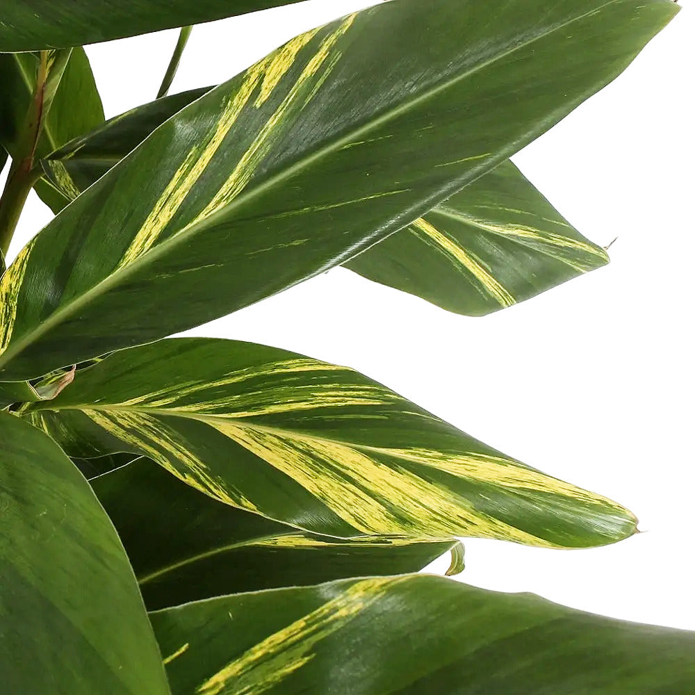 Alpinia zerumbet variegata Zimmerpflanze im Anzuchttopf vor weißem Hintergrund, Produktfoto 4.