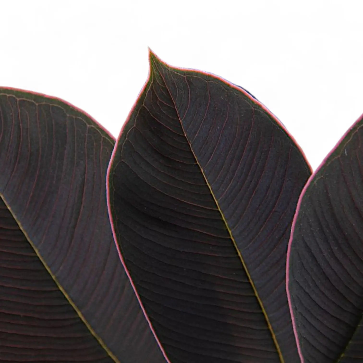 Amorphophallus atroviridis close-up of leaf on white background.