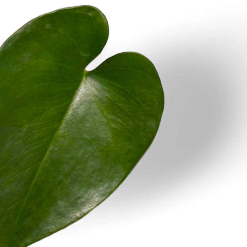 Amydrium humile leaf detail on white background.