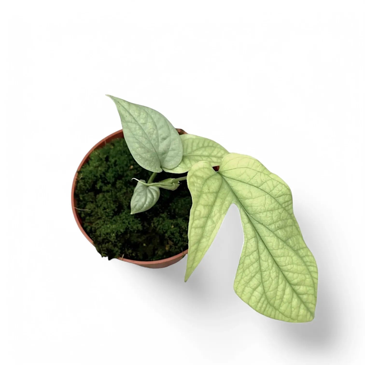 Amydrium medium 'Silver' ('Blue') – Topfpflanze im Kulturtopf vor weißem Hintergrund, Produktfoto 4.