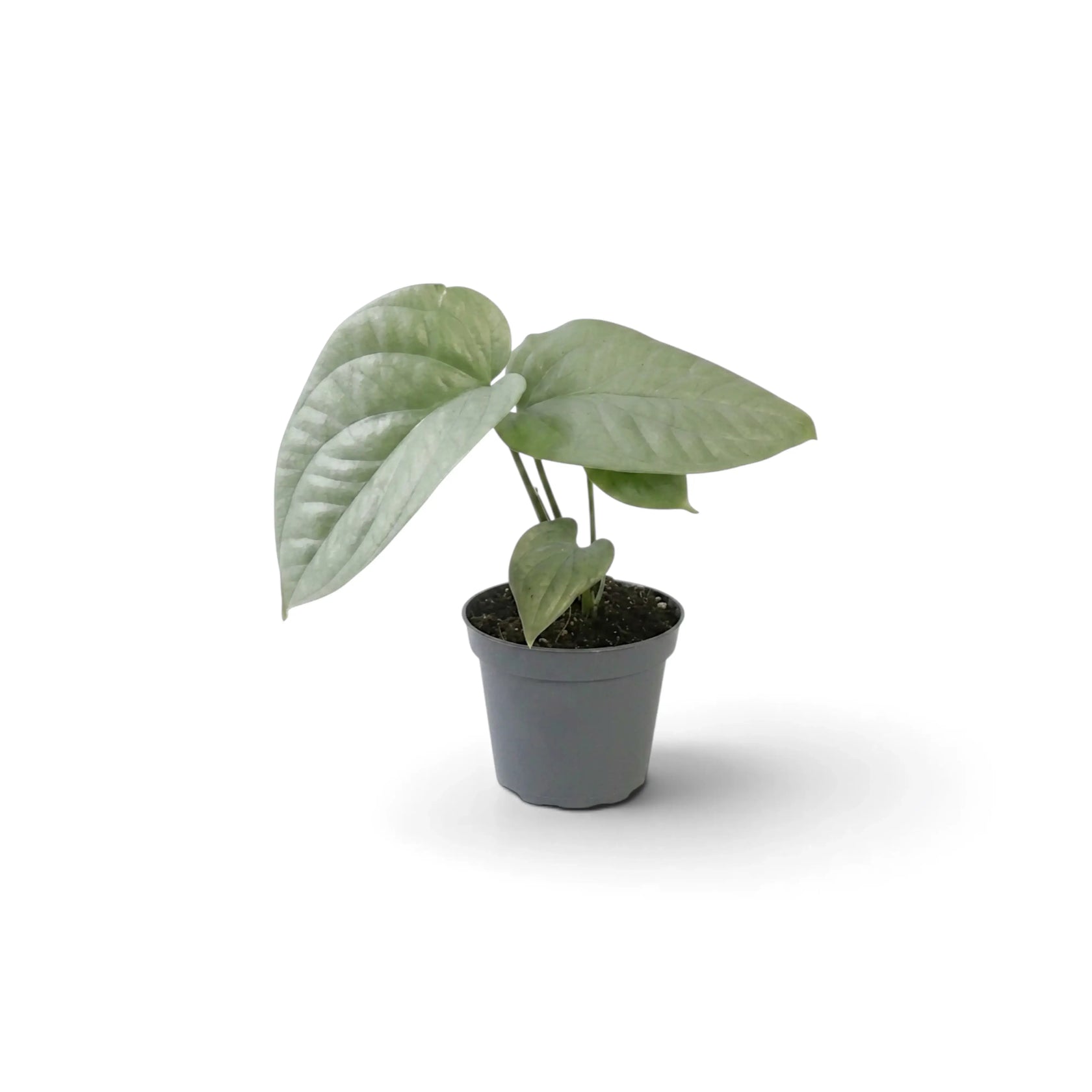 Baby Amydrium medium 'Silver' with two broad silvery leaves