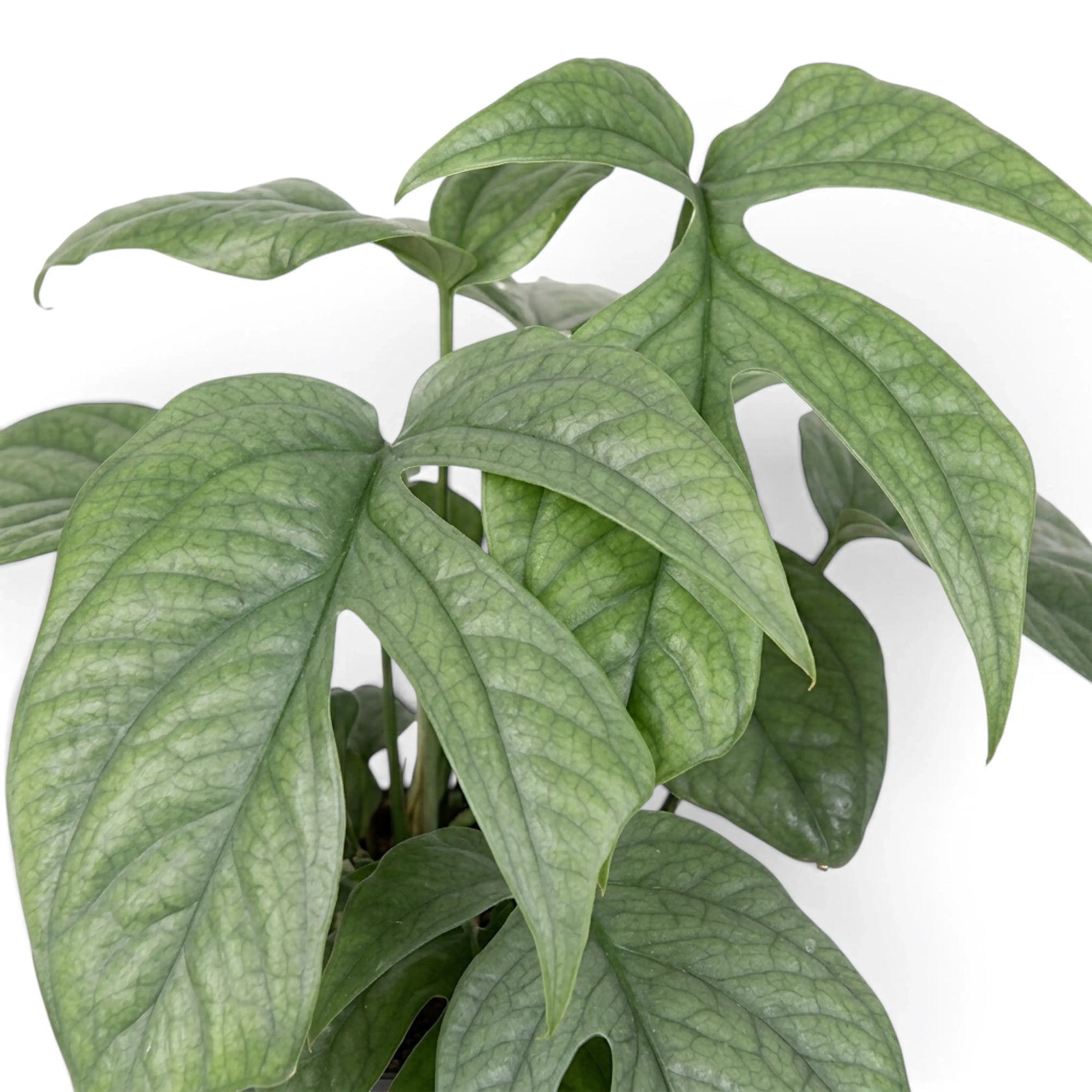 Dense Amydrium medium 'Silver' foliage with elongated silver-green leaves