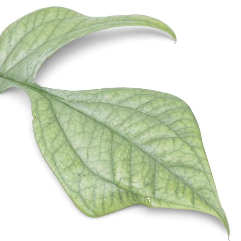 Close-up of a lobed Amydrium medium 'Silver' leaf with fine green veins