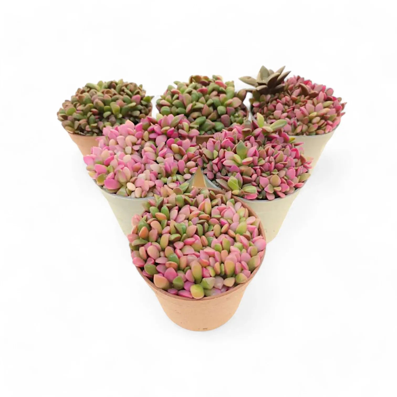 Anacampseros rufescens f. variegata Zimmerpflanze im Anzuchttopf vor weißem Hintergrund, Produktfoto 4.