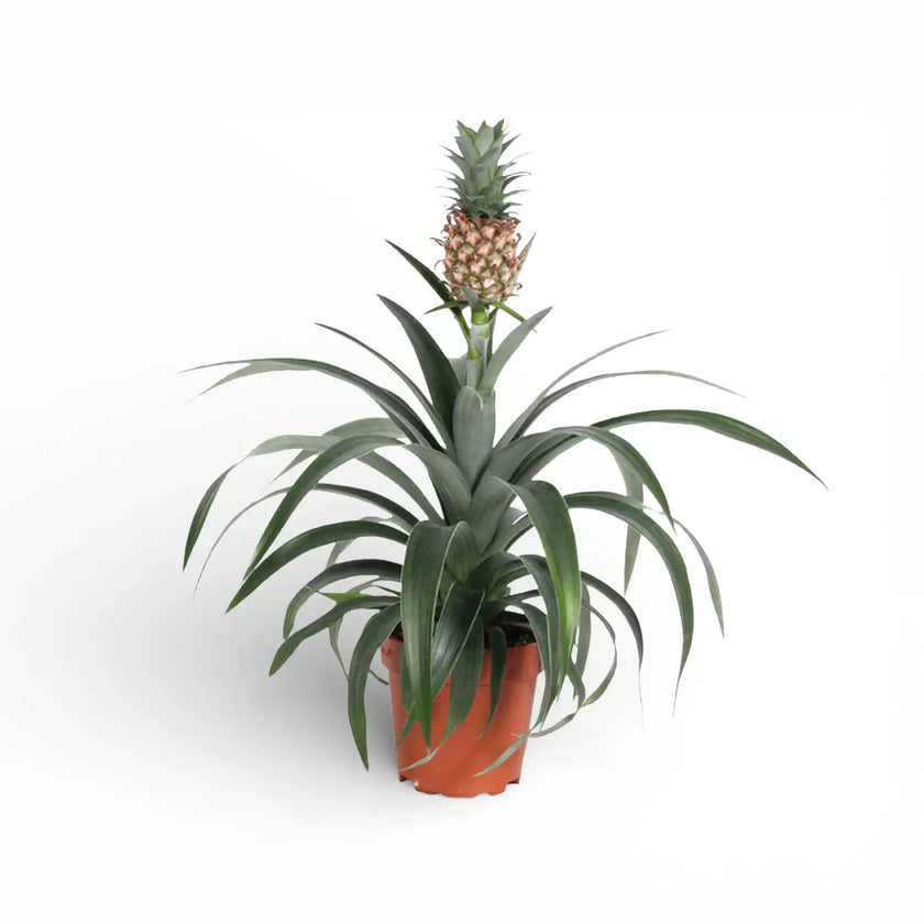 Ananas comosus 'Corona'