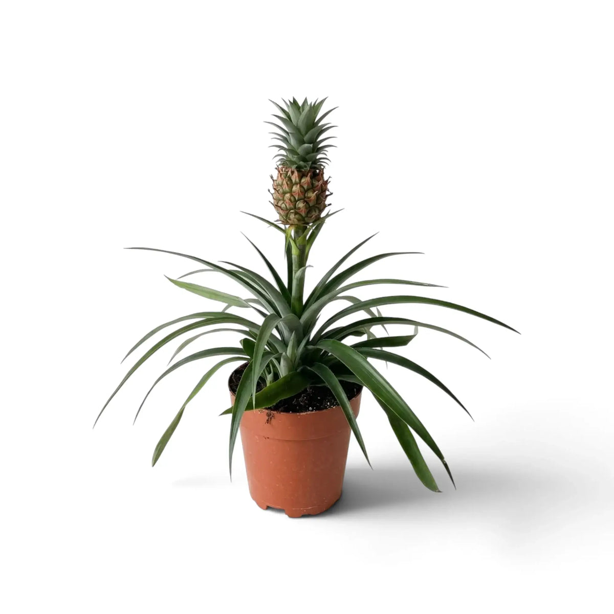 Zierananas 'Corona' im braunen Topf mit ausladenden graugrünen Blättern und aufrechter kleiner Ananasfrucht