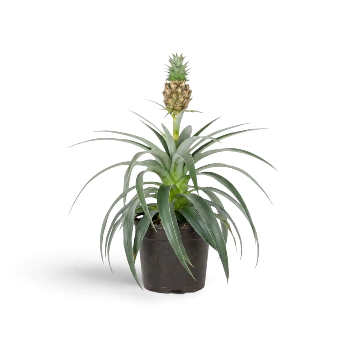 Zierananas 'Corona' im dunklen Topf mit langen, gebogenen Blättern und kleiner Frucht mit Blattschopf