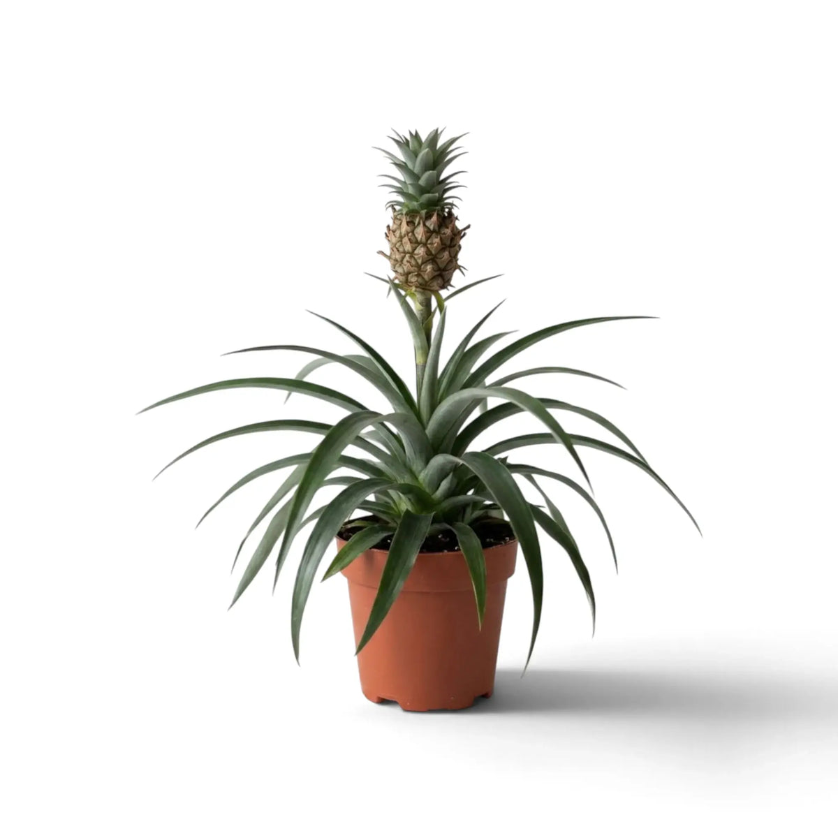 Zierananas 'Corona' im braunen Kulturtopf mit kleiner Ananasfrucht über einer Rosette schmaler Blätter