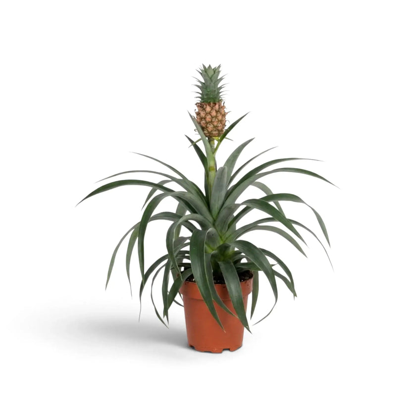 Schlanke Zierananas 'Corona' im braunen Topf mit kleiner Ananasfrucht über gebogenen Blättern