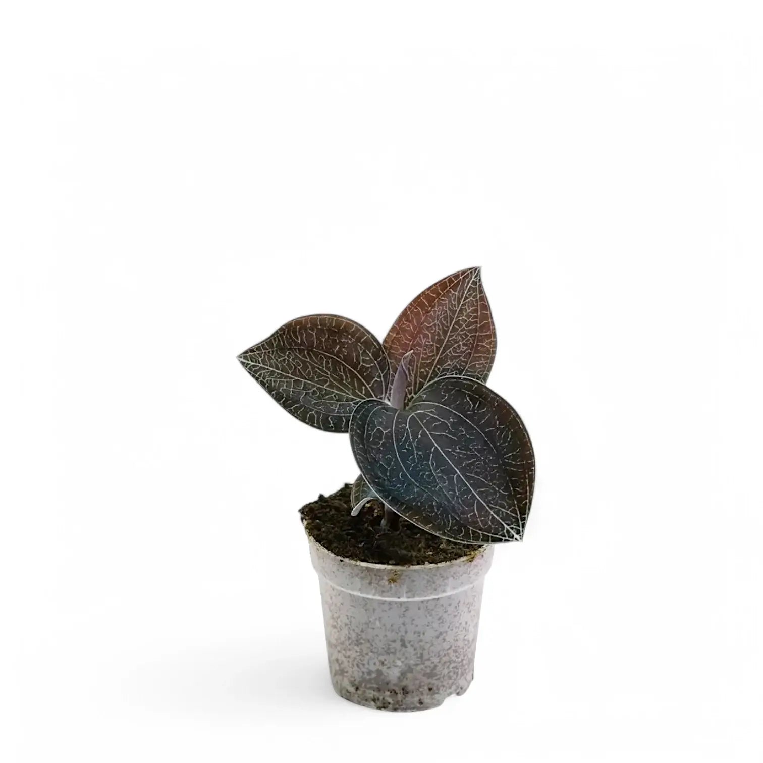 Anoectochilus sikkimensis potted plant in nursery pot on white background.