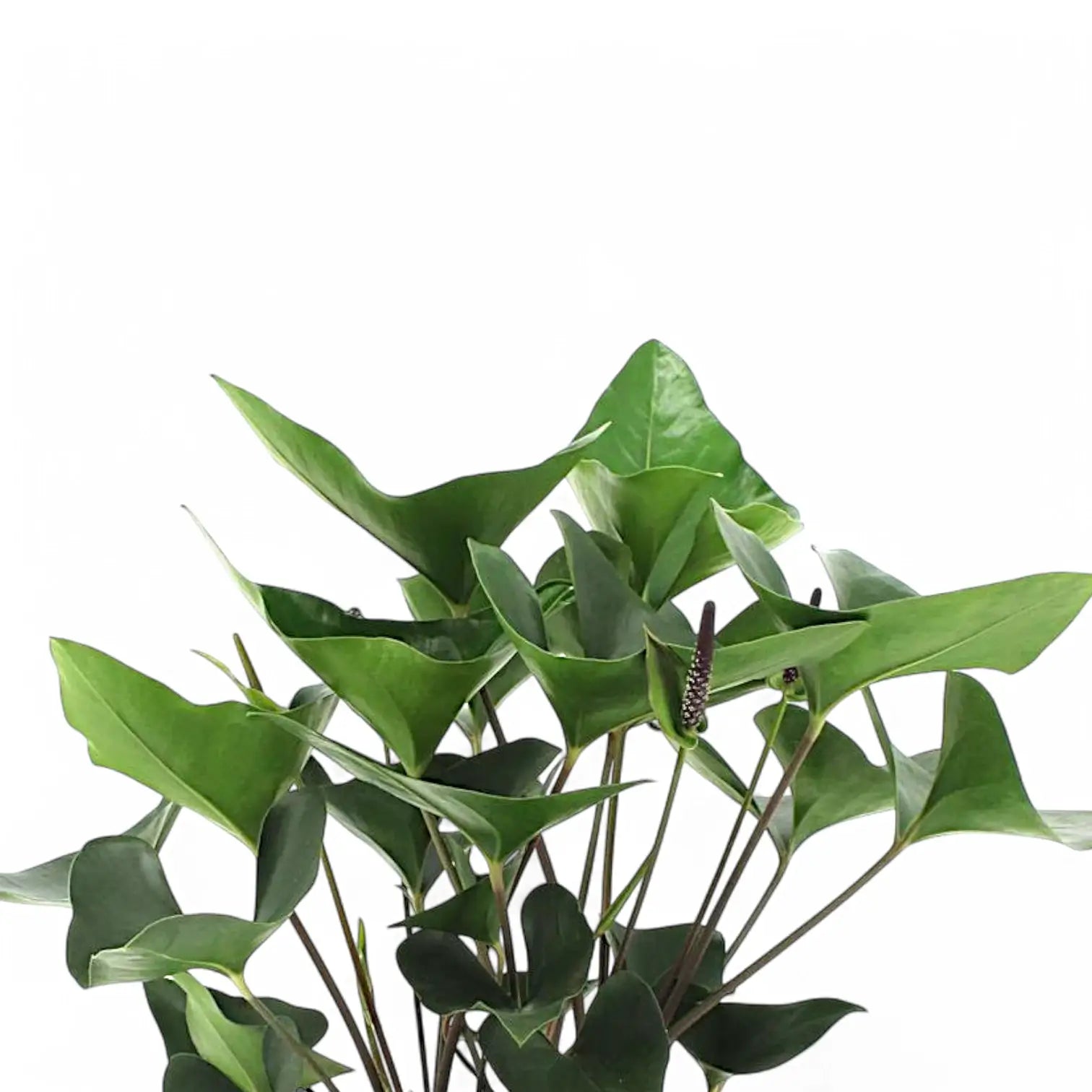 Anthurium 'Arrow' – Blattdetail vor weißem Hintergrund..