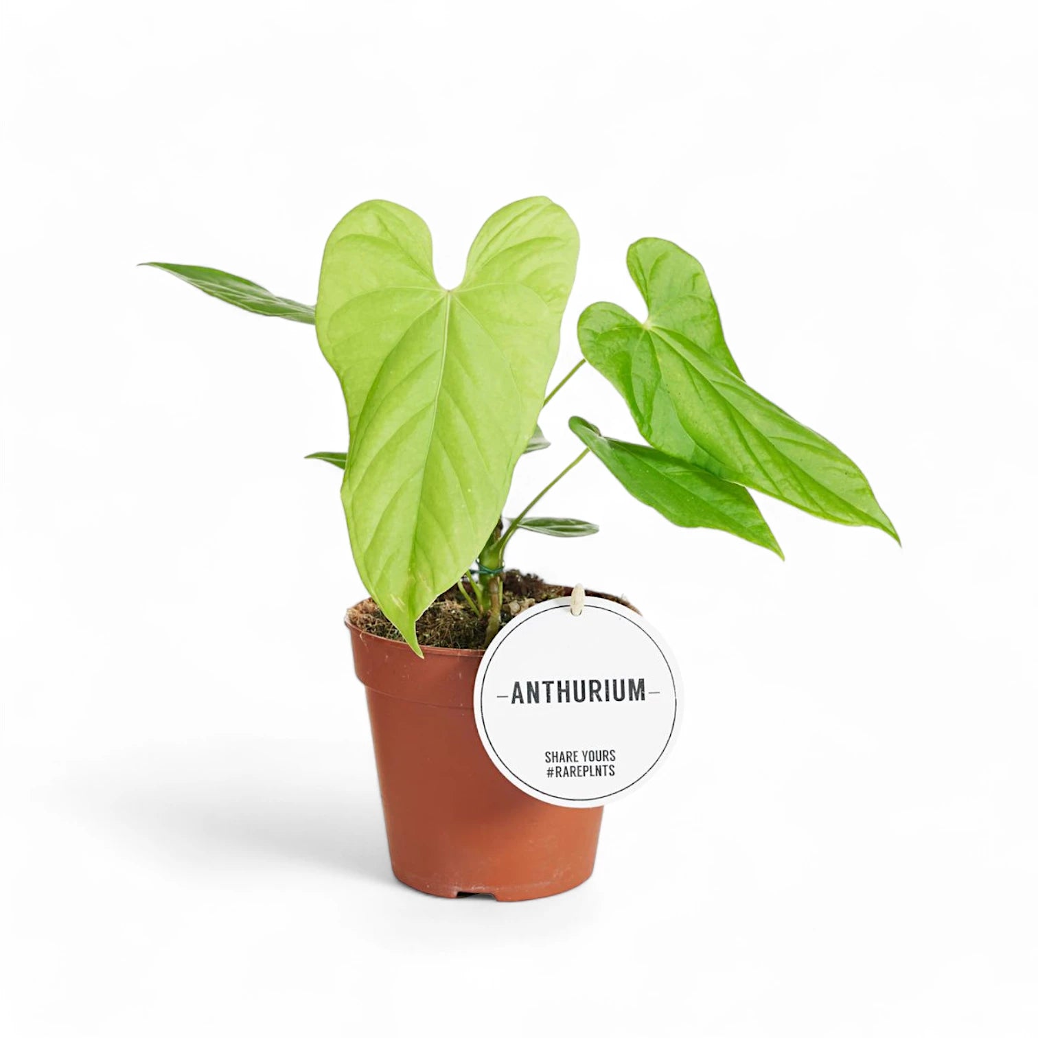 Anthurium balaoanum potted plant in nursery pot on white background.