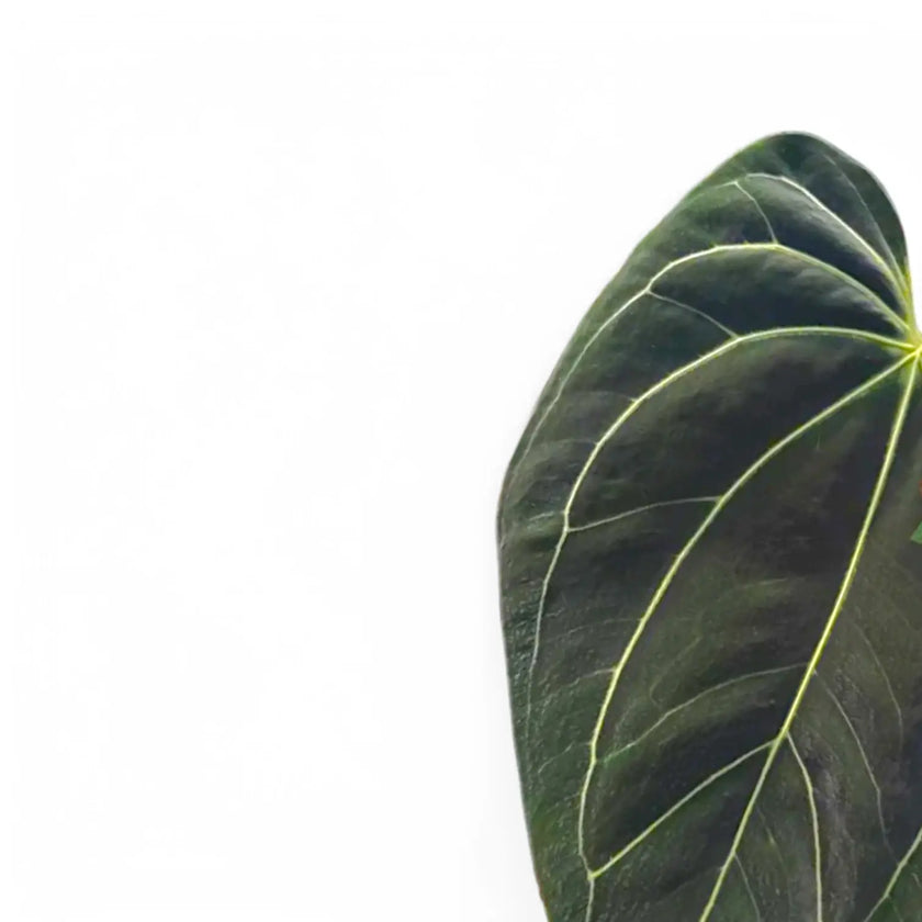 Anthurium besseae aff x forgetii close-up of leaf on white background.