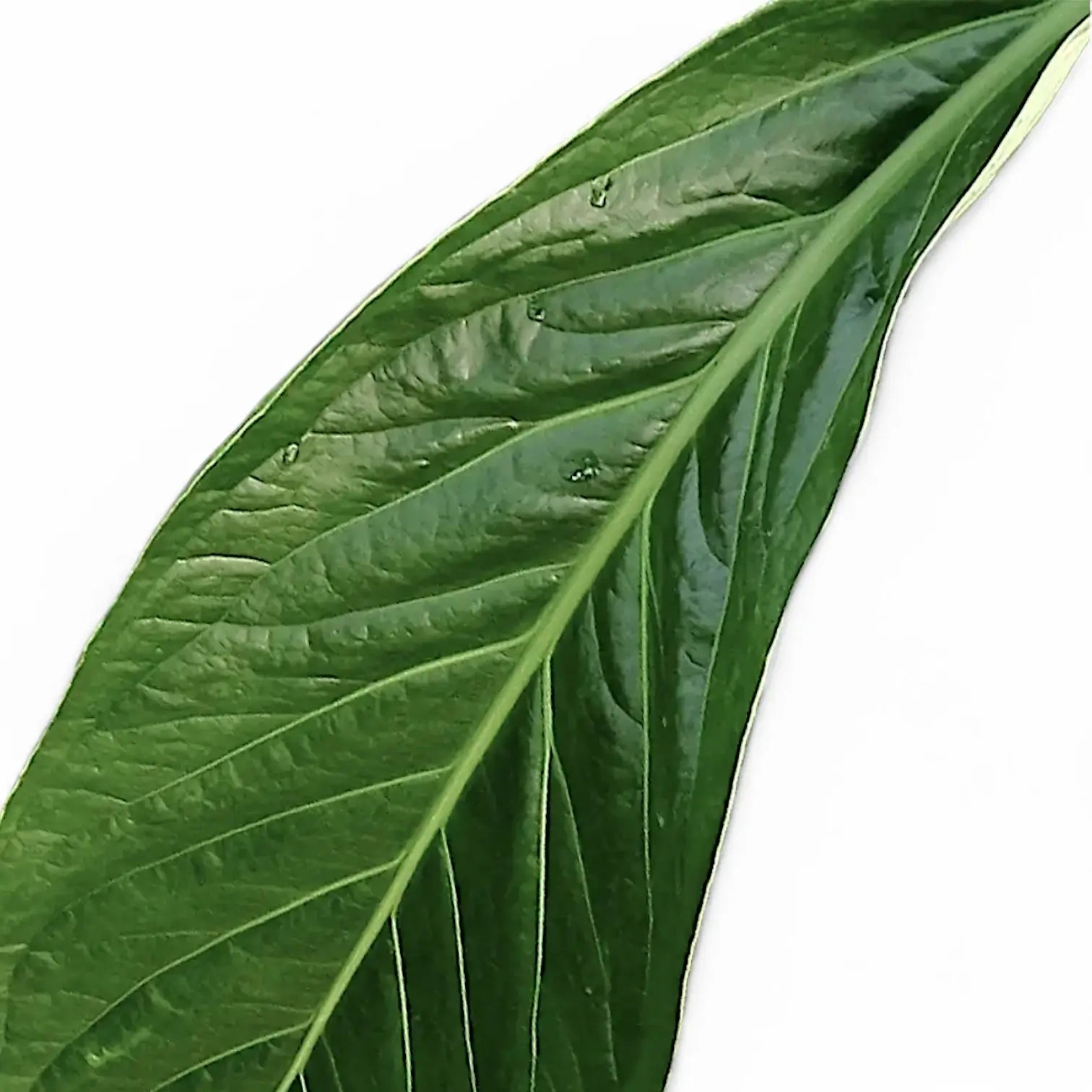Anthurium 'Big Bill' (A. pendulifolium x cubense) close-up of leaf on white background.