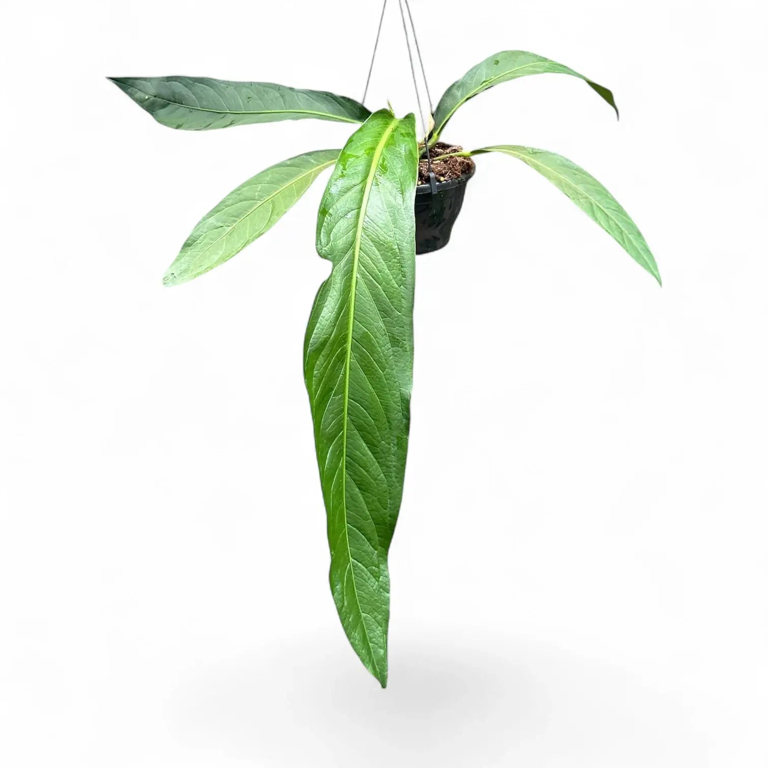 Anthurium 'Big Bill' (A. pendulifolium x cubense) potted plant in nursery pot on white background.