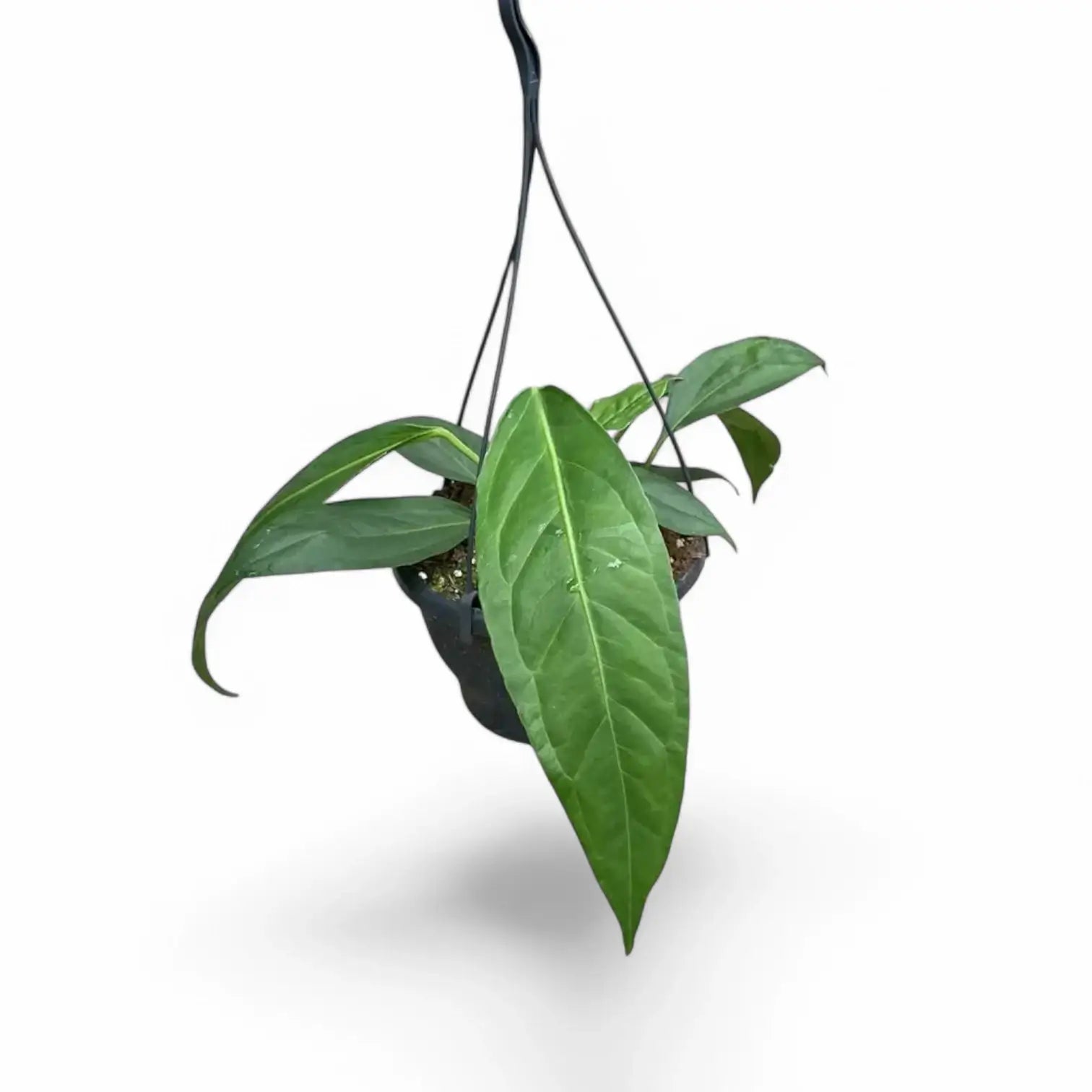 Anthurium 'Big Bill' (A. pendulifolium x cubense) potted plant in nursery pot on white background.