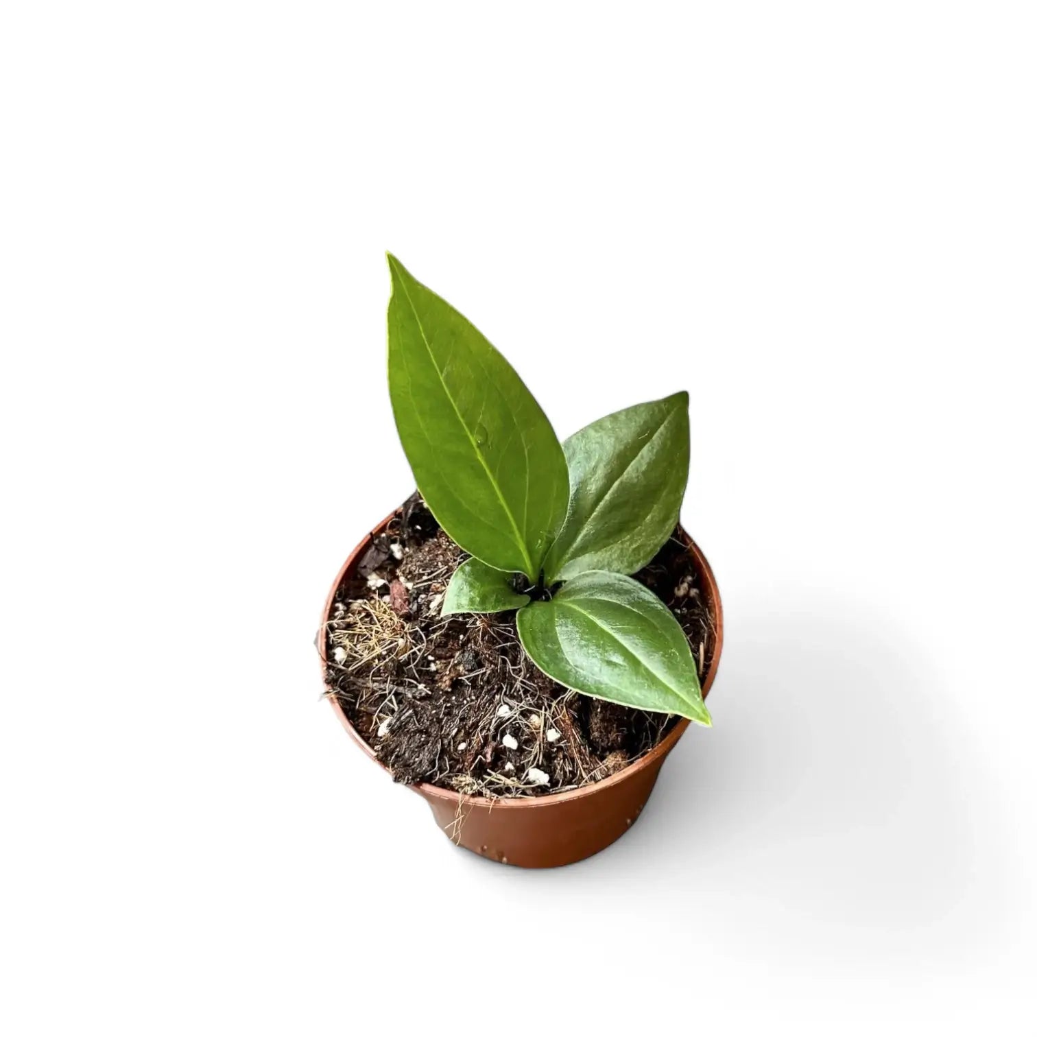 Anthurium 'Big Bill' (A. pendulifolium x cubense) potted plant in nursery pot on white background.