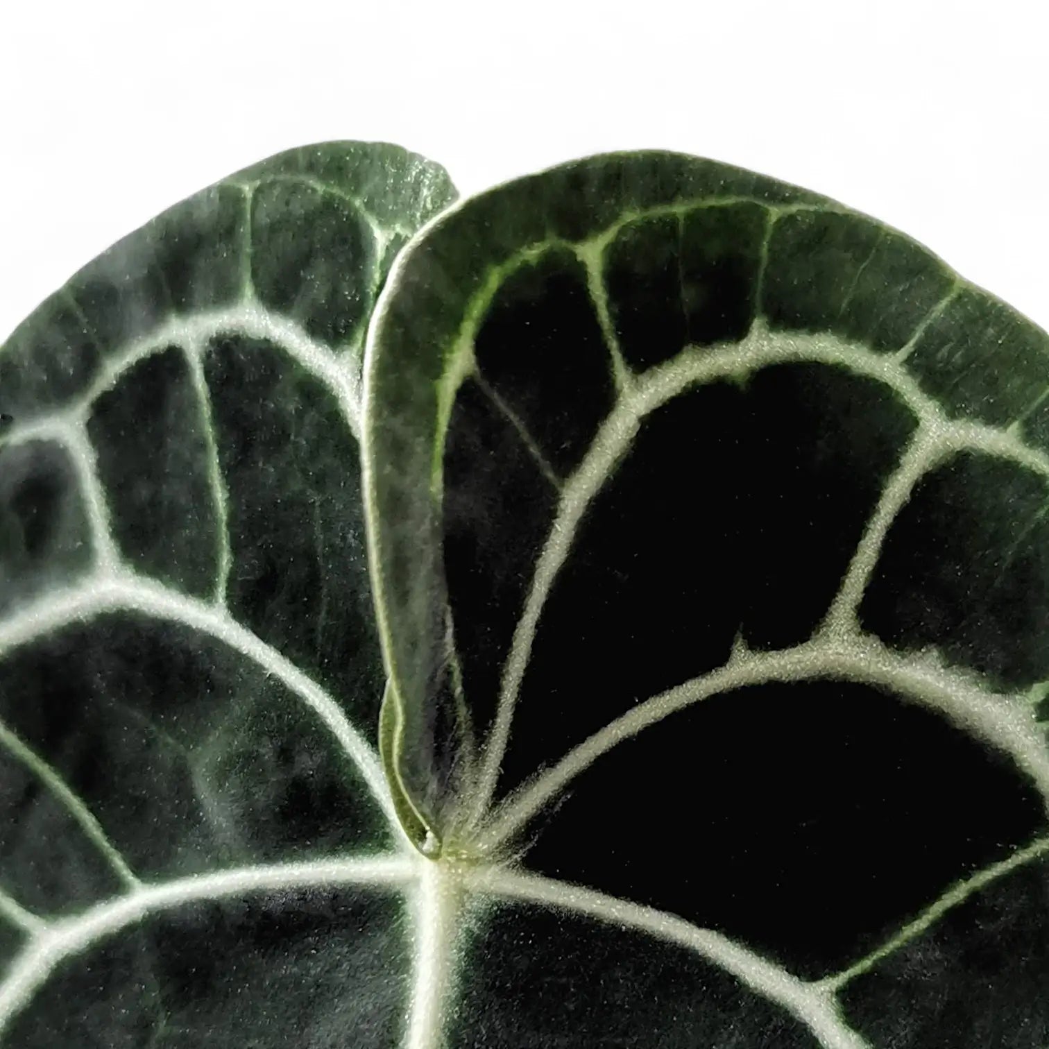 Nahaufnahme eines Blatts von Anthurium clarinervium vor weißem Hintergrund.