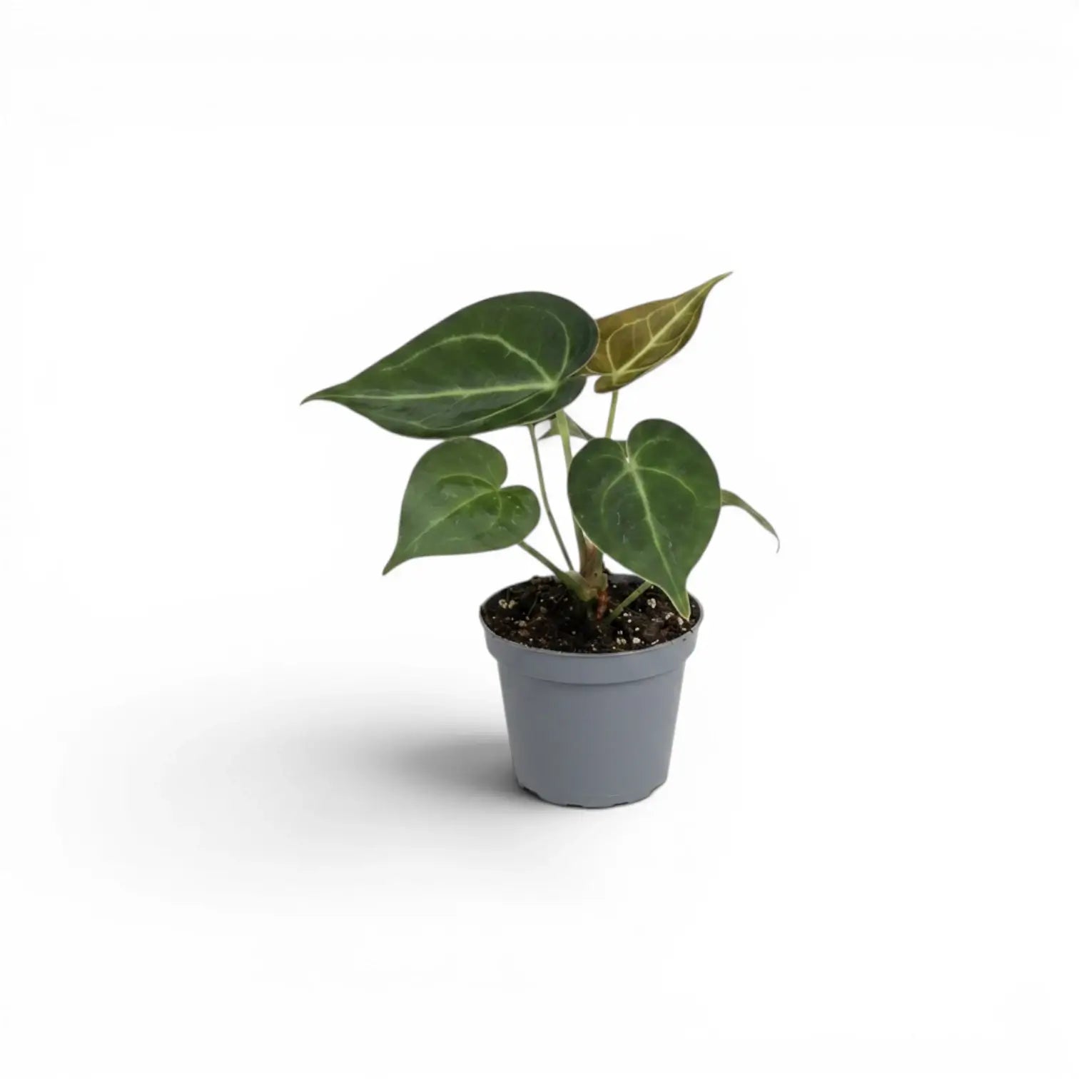 Anthurium clarinervium baby plant in a nursery pot.