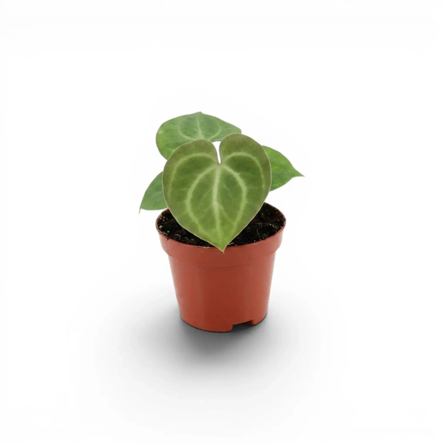 Anthurium clarinervium baby plant in a nursery pot.