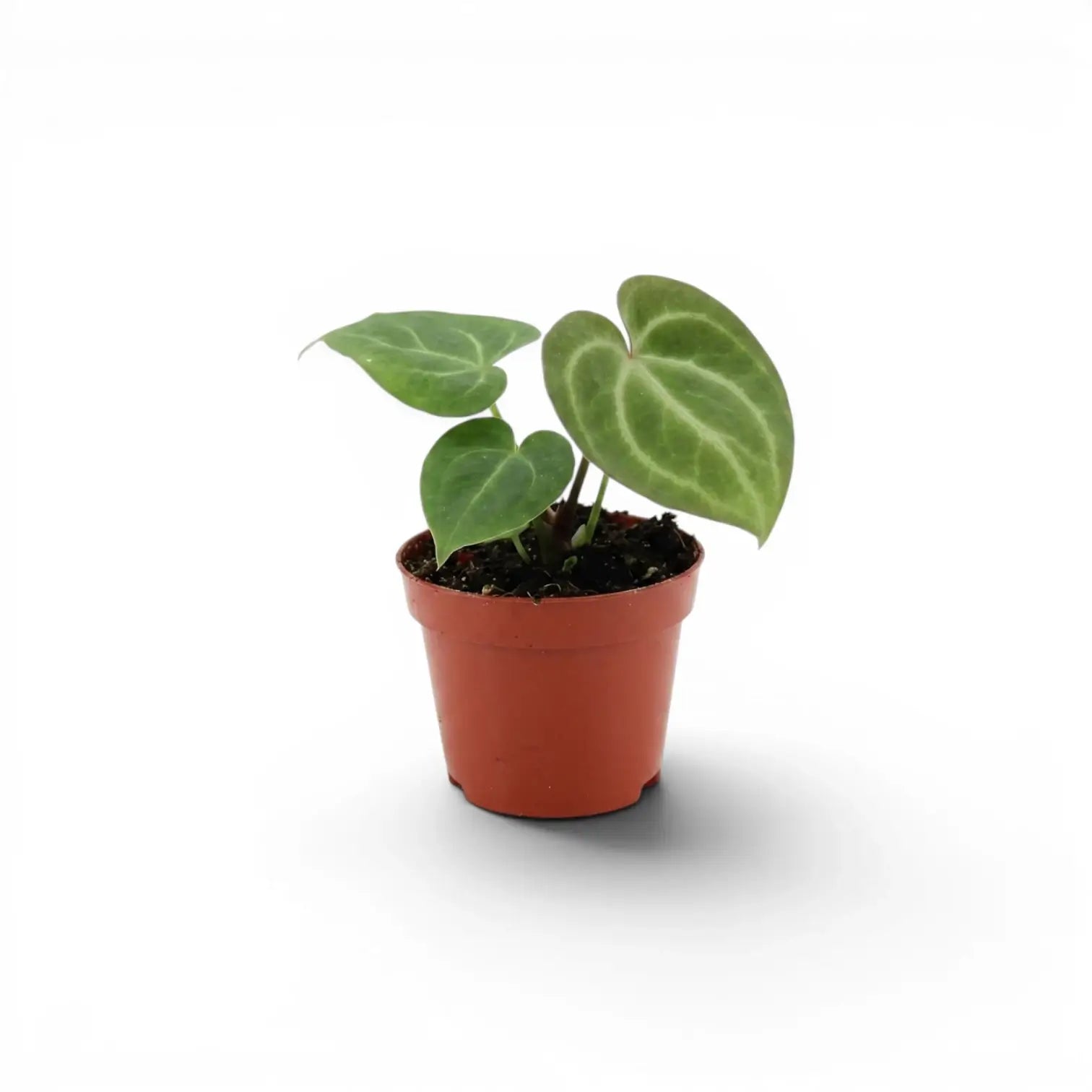 Anthurium clarinervium baby plant in a nursery pot.
