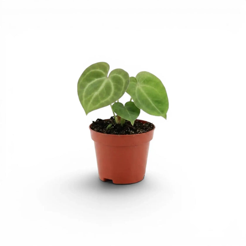 Anthurium clarinervium als Baby-Pflanze im Kulturtopf.