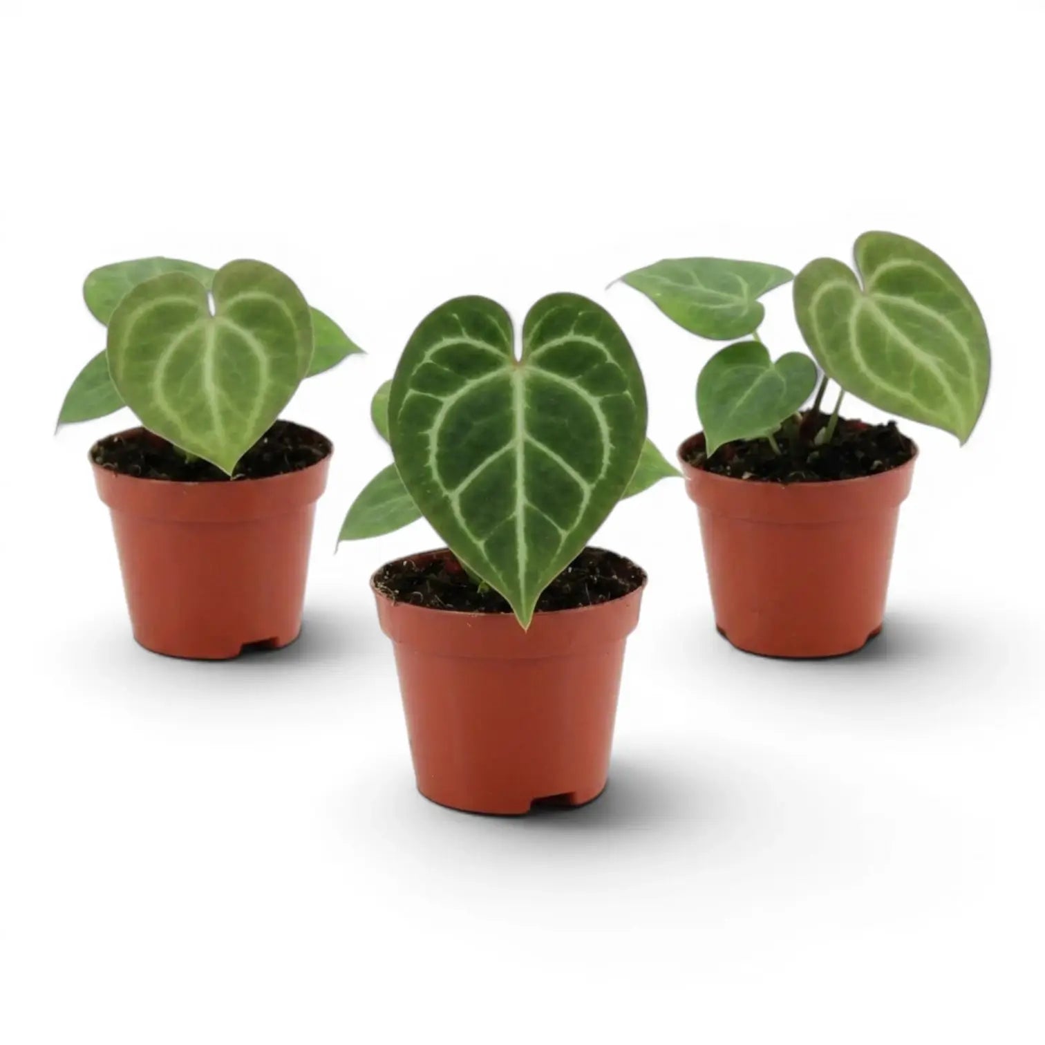 Anthurium clarinervium baby plant in a nursery pot.