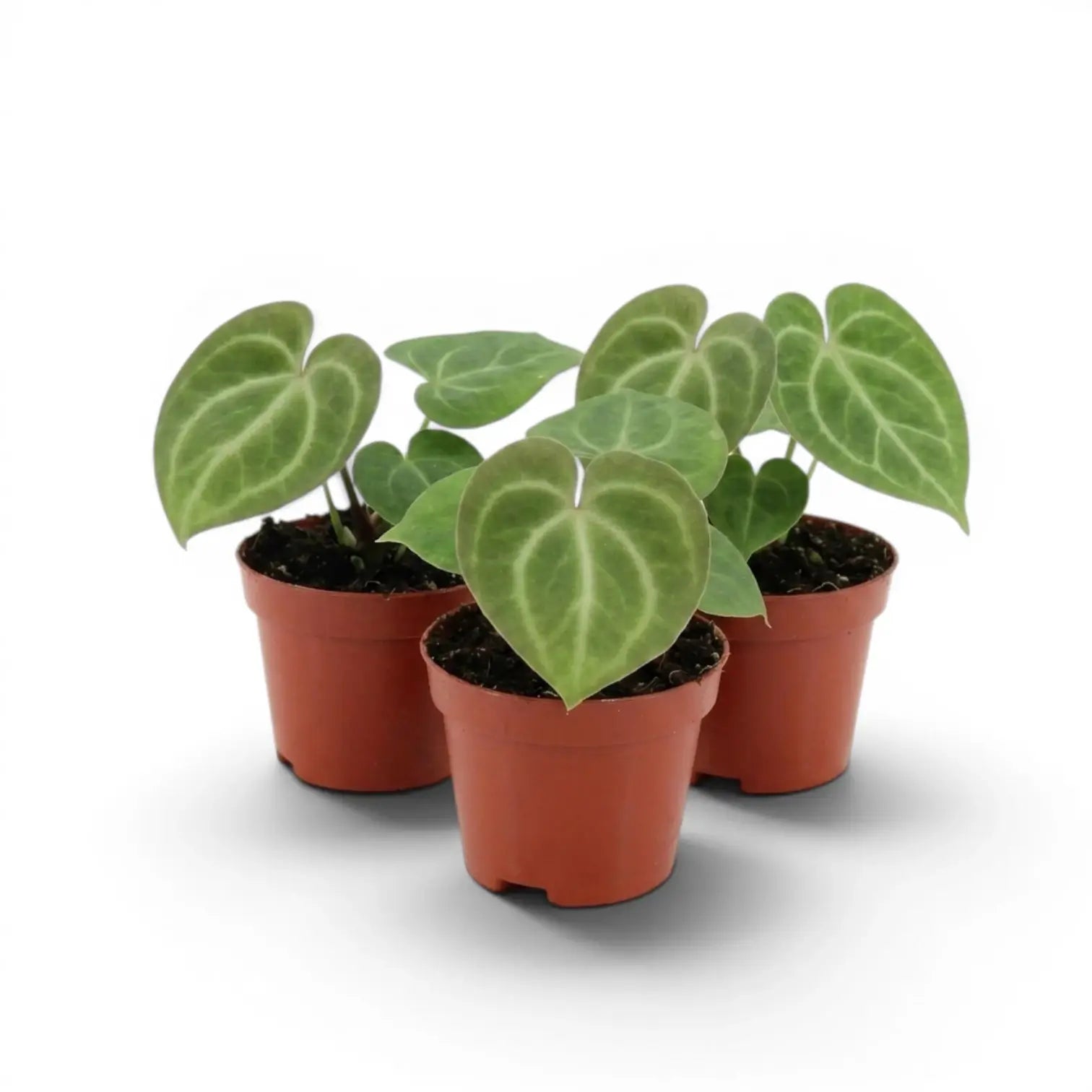 Anthurium clarinervium baby plant in a nursery pot.