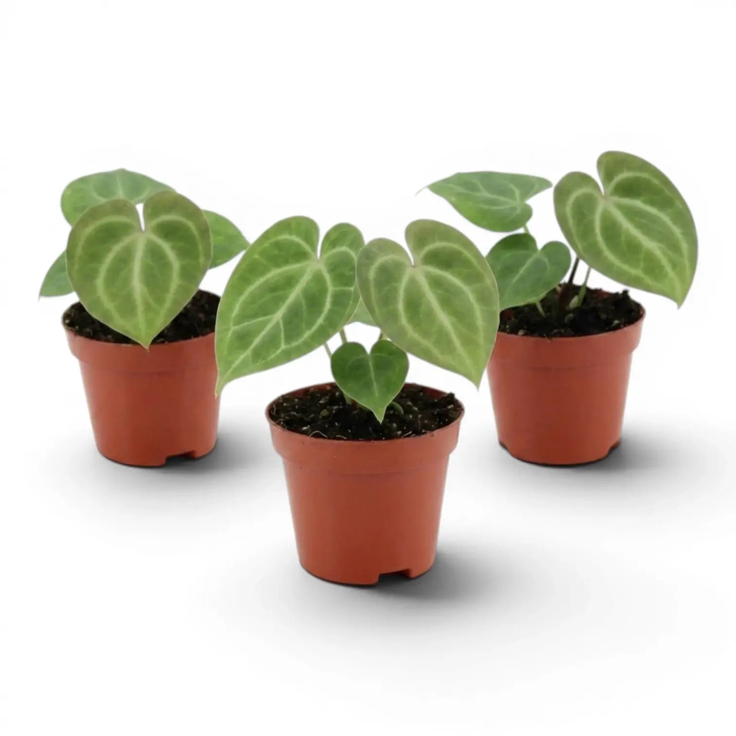 Anthurium clarinervium baby plant in a nursery pot.