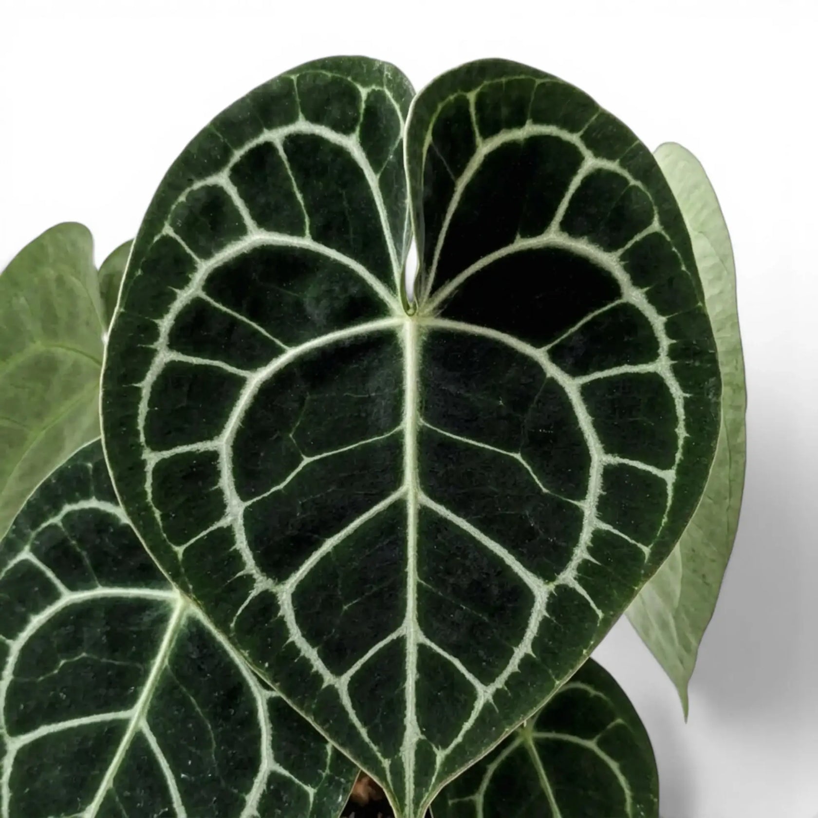 Close-up of Anthurium clarinervium leaves.