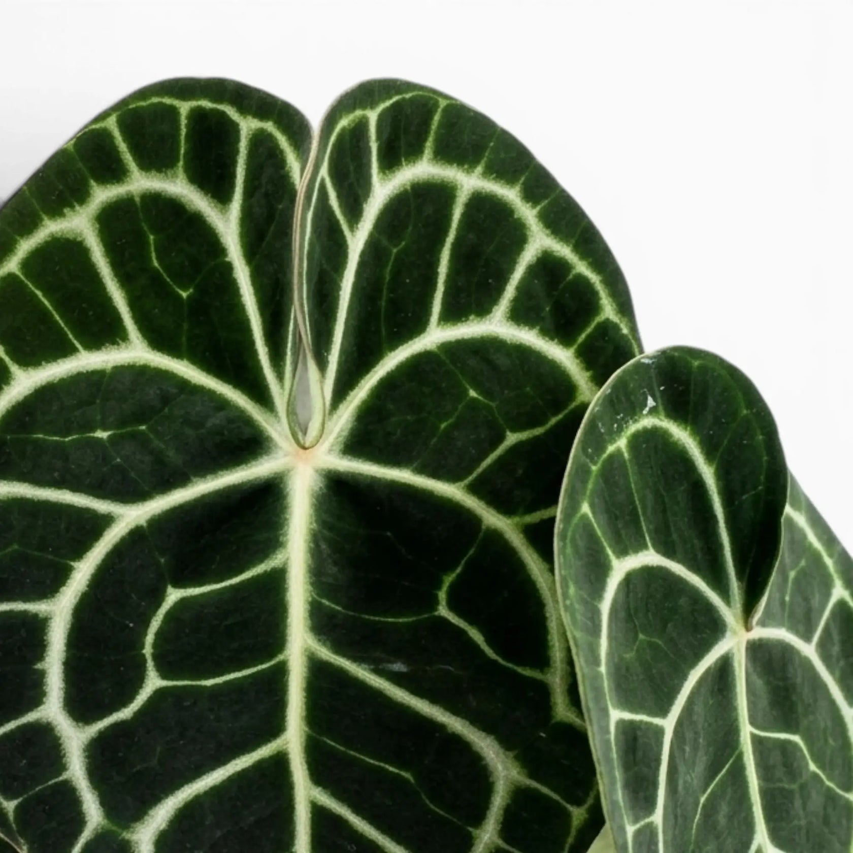 Close-up of Anthurium clarinervium leaves.