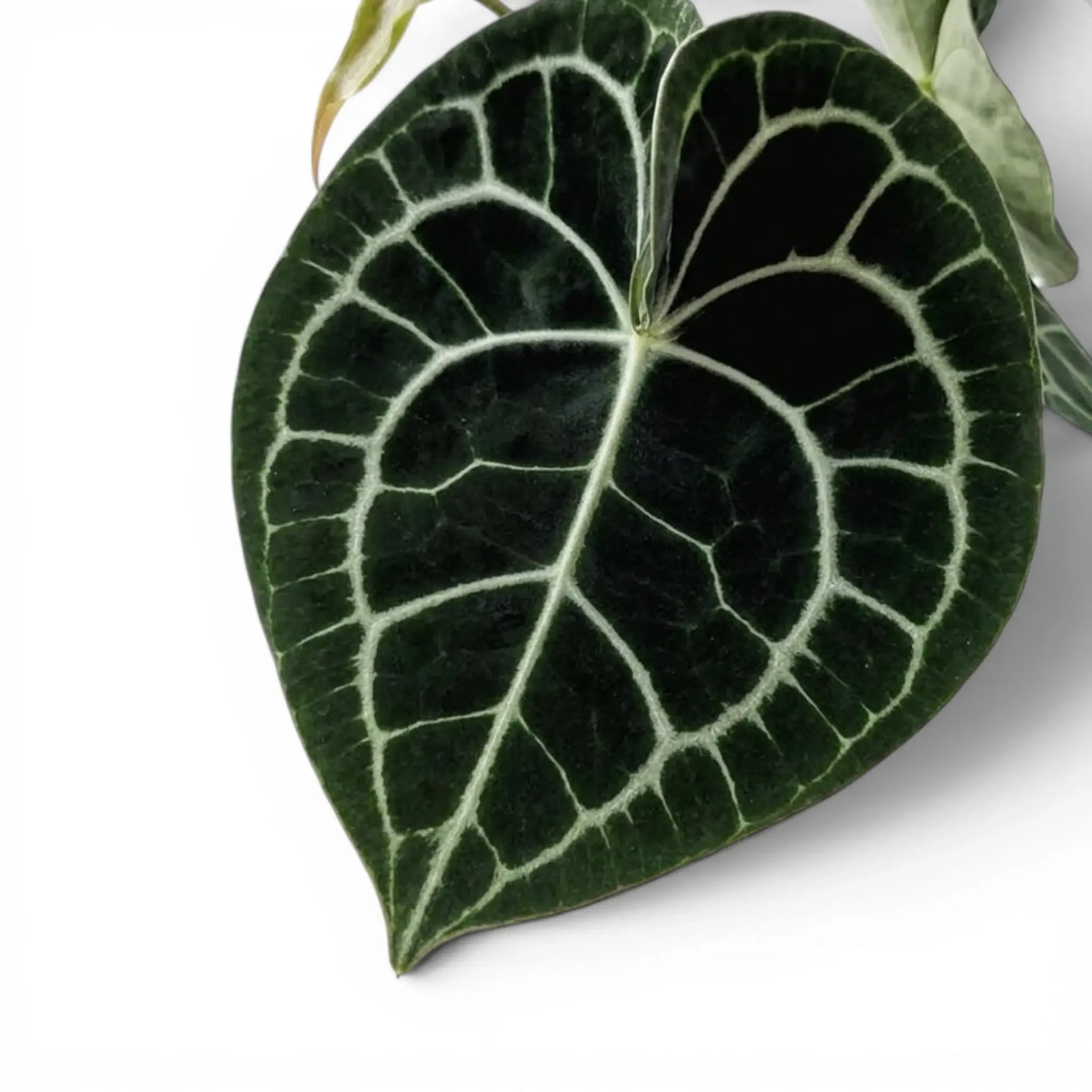 Close-up of Anthurium clarinervium leaves.