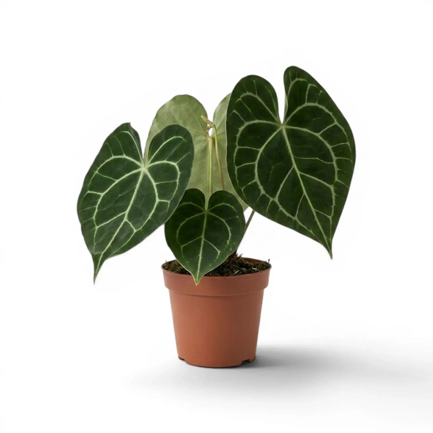 Anthurium clarinervium plant in a nursery pot.