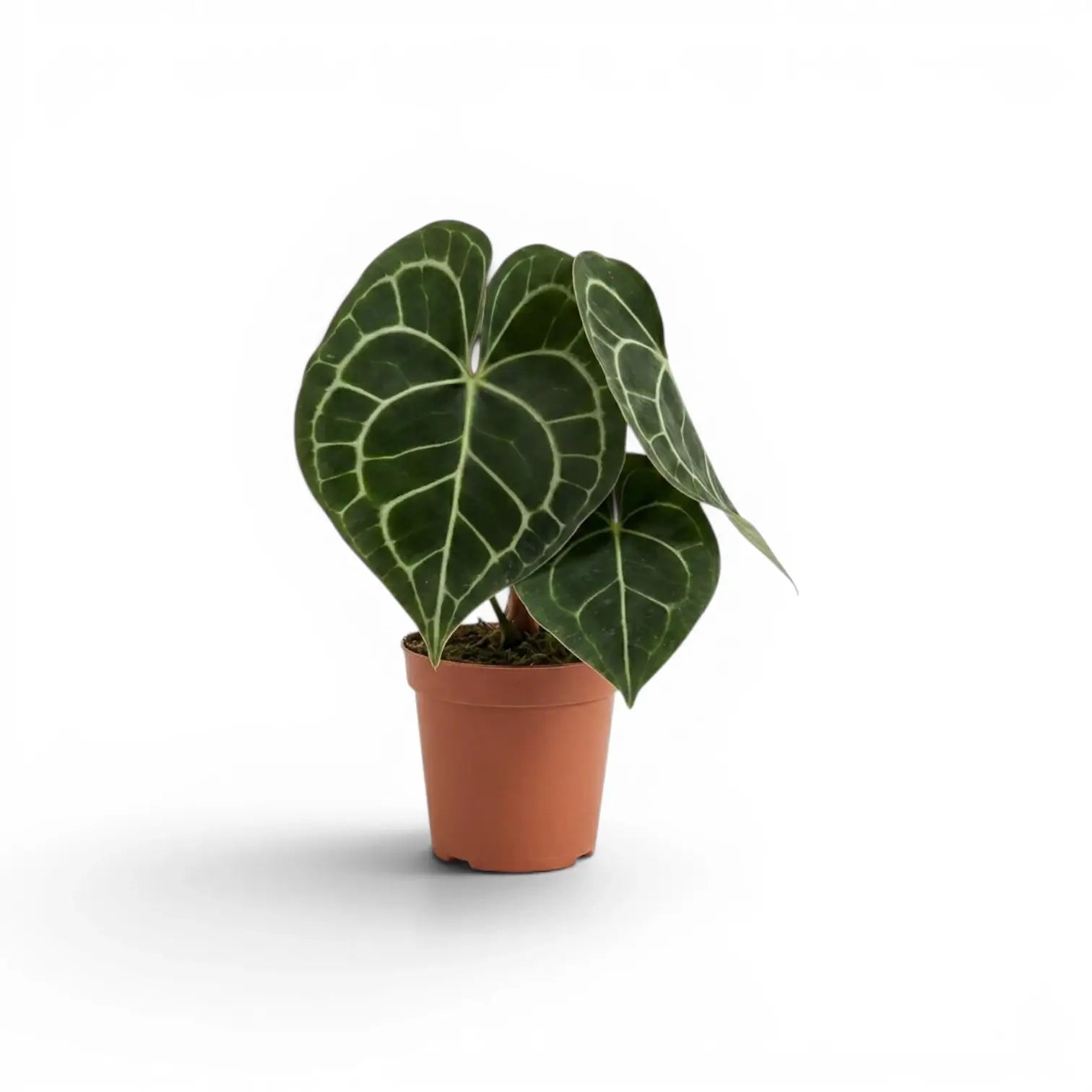 Anthurium clarinervium plant in a nursery pot.