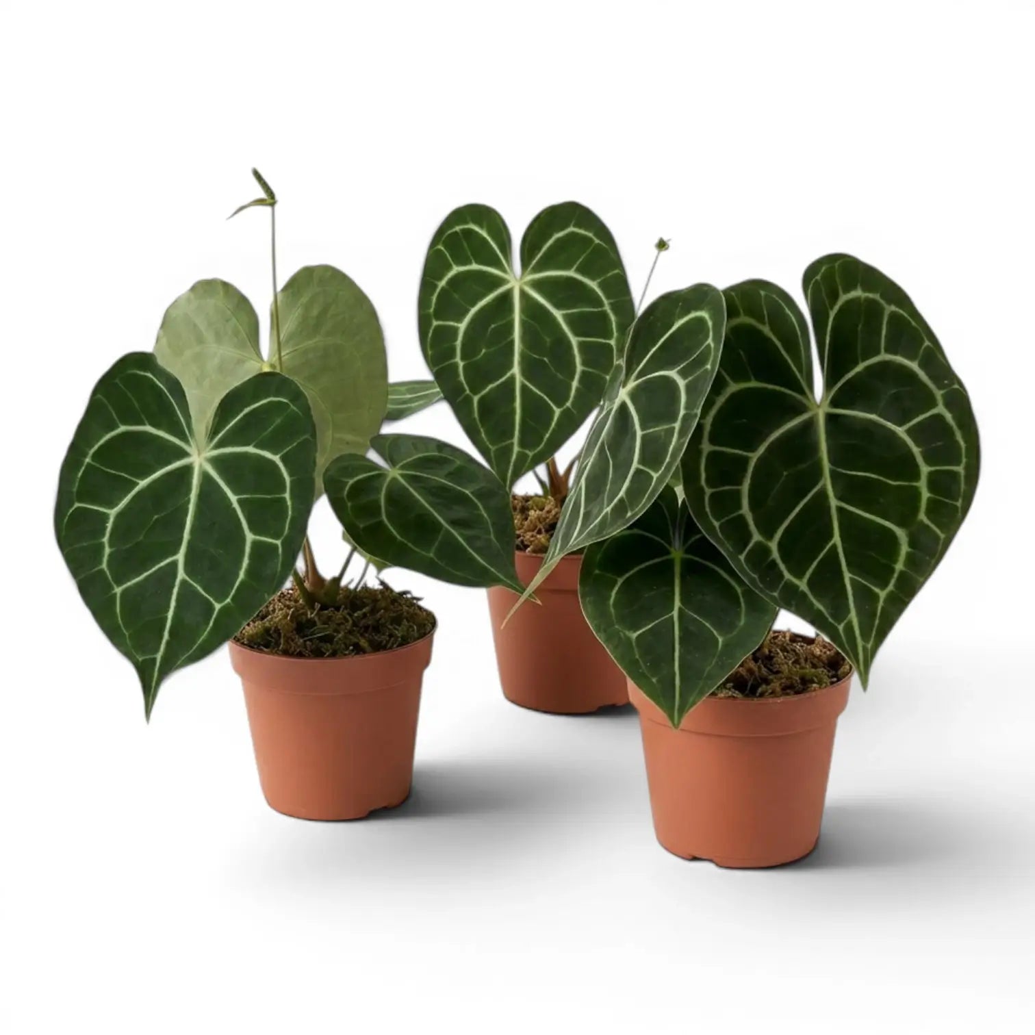 Anthurium clarinervium plant in a nursery pot.