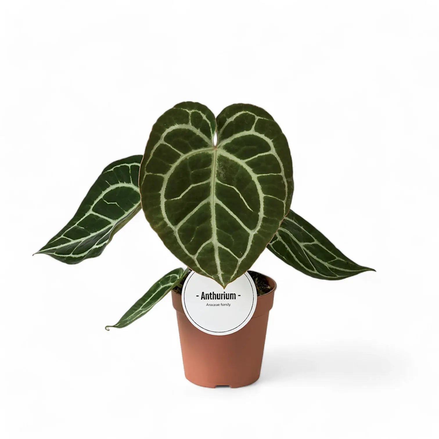 Anthurium crystallinum – Topfpflanze im Kulturtopf vor weißem Hintergrund, Produktfoto 10.