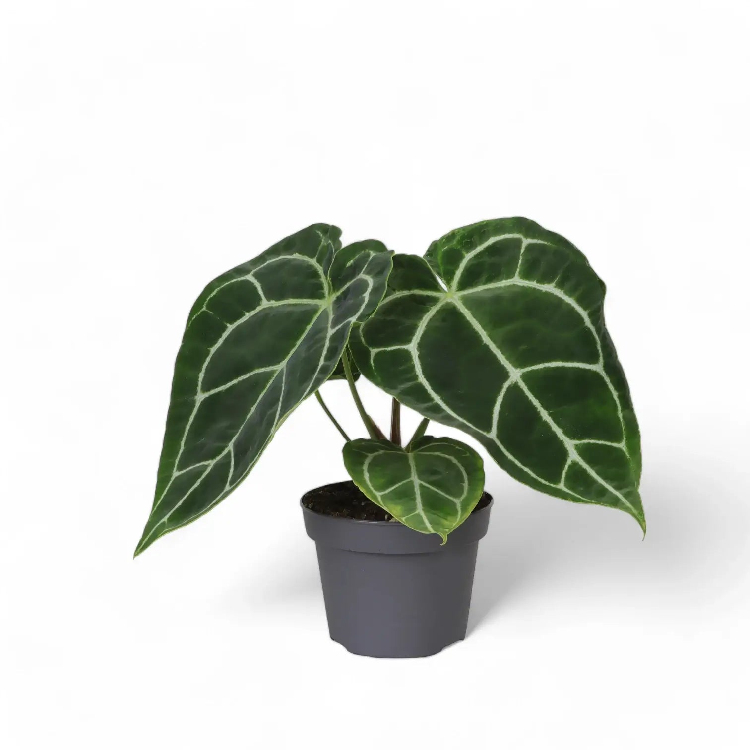 Anthurium crystallinum – Topfpflanze im Kulturtopf vor weißem Hintergrund, Produktfoto 11.