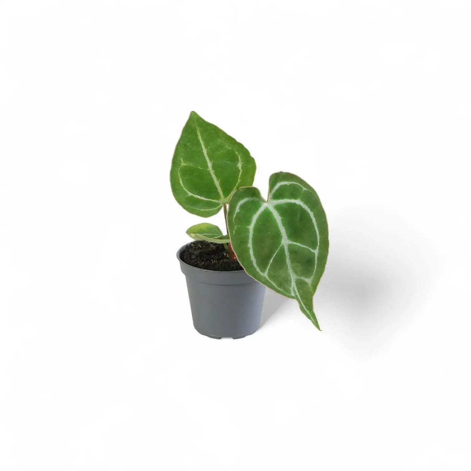 Anthurium crystallinum – Topfpflanze im Kulturtopf vor weißem Hintergrund, Produktfoto 7.