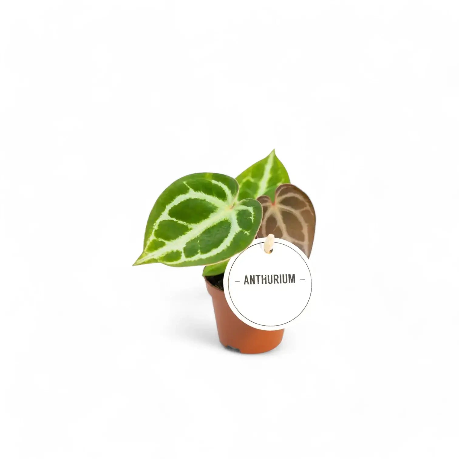 Anthurium crystallinum – Topfpflanze im Kulturtopf vor weißem Hintergrund, Produktfoto 8.