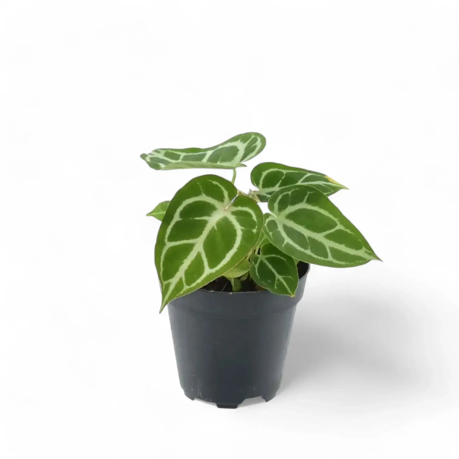 Anthurium crystallinum – Topfpflanze im Kulturtopf vor weißem Hintergrund, Produktfoto 9.