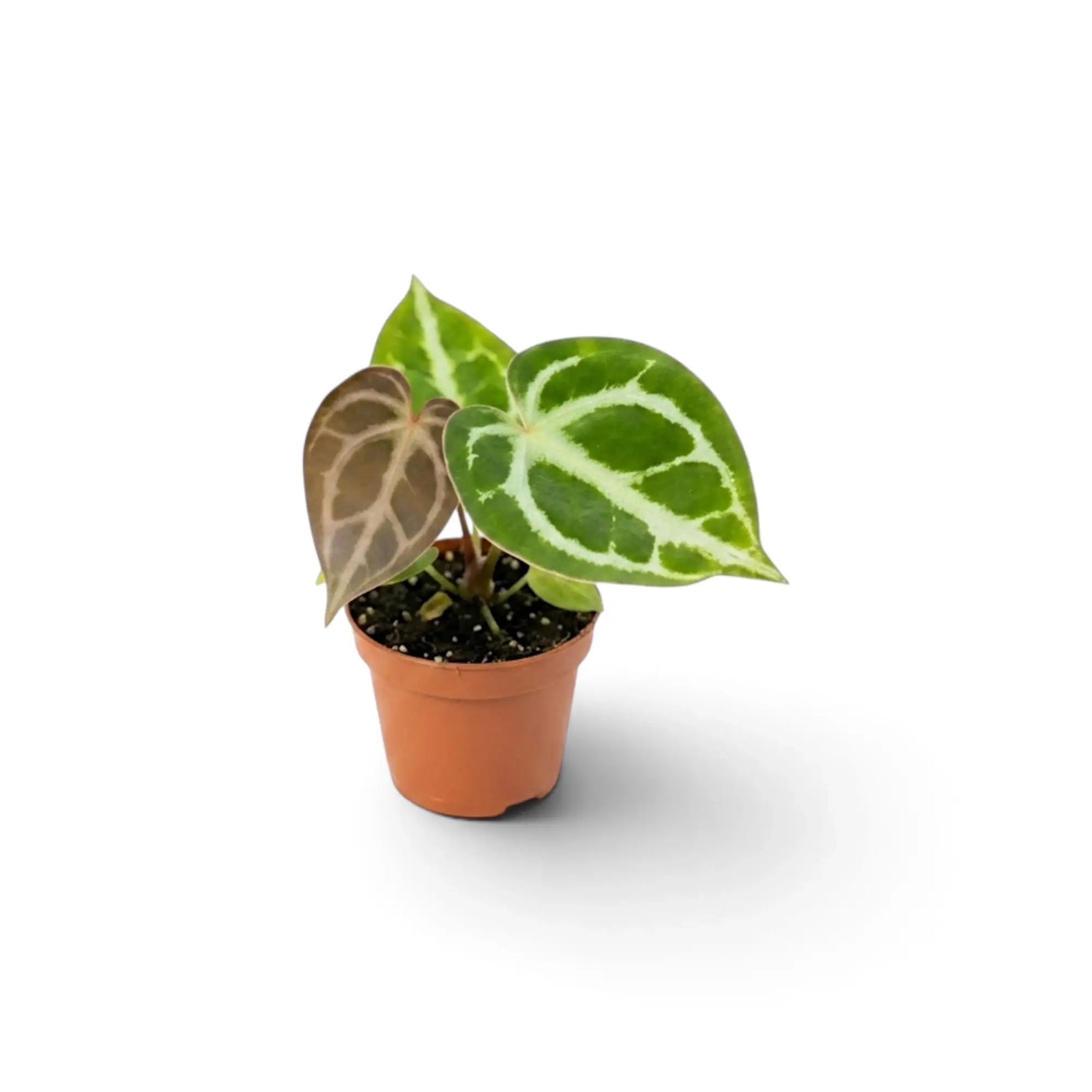 Baby Anthurium crystallinum with a bronze new leaf and silver-veined green leaf